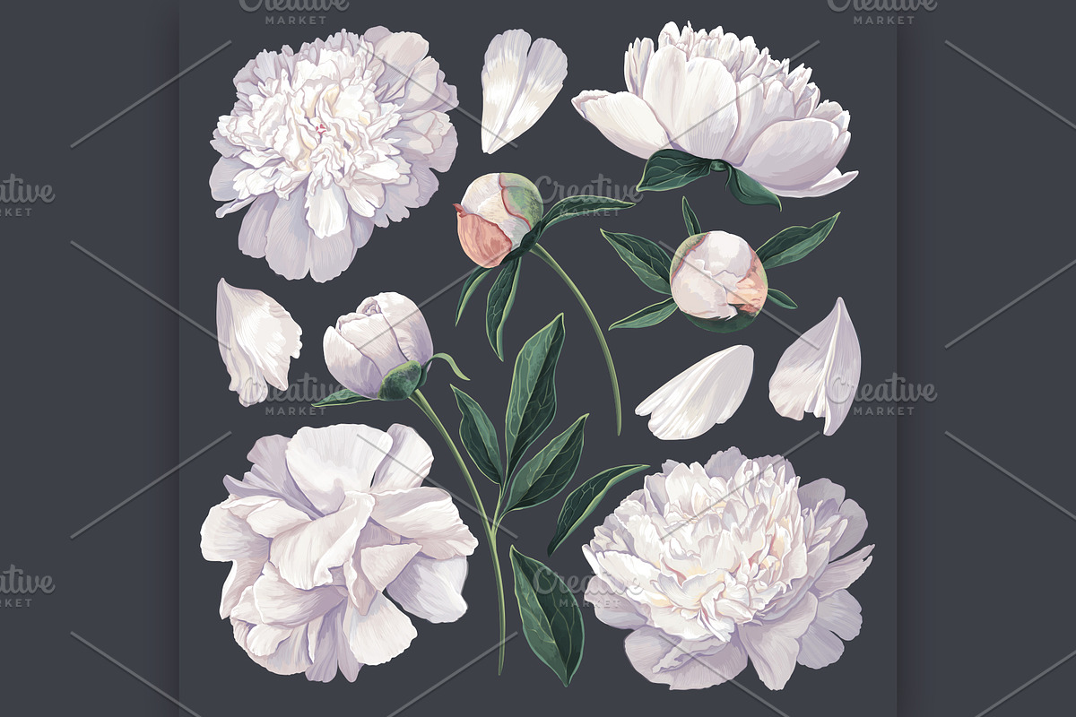 White Realistic Peonies Set, a Decorative Illustration by MarynaPetrovska (Photo 2 of 16)