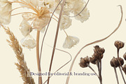 Airy Meadow — Dried Seed Heads PNG, an Object Graphic by Aga Silva (Thumbnail 9 of 10)