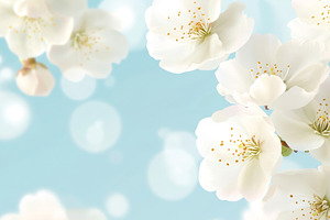 White cherry blossoms in bloom again, a Photo by Dvoevnore photos