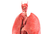 Human internal organs, a Characters & Person 3D Model by konstantin.ermolaev (Thumbnail 7 of 46)