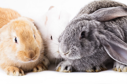 Three different rabbits, an Animal Photo by oksix