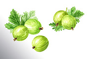 Amber Gooseberry. Watercolor set, a Food Illustration by Daria Ustiugova (Thumbnail 9 of 23)