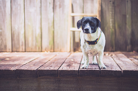 Dog Stands and Stares