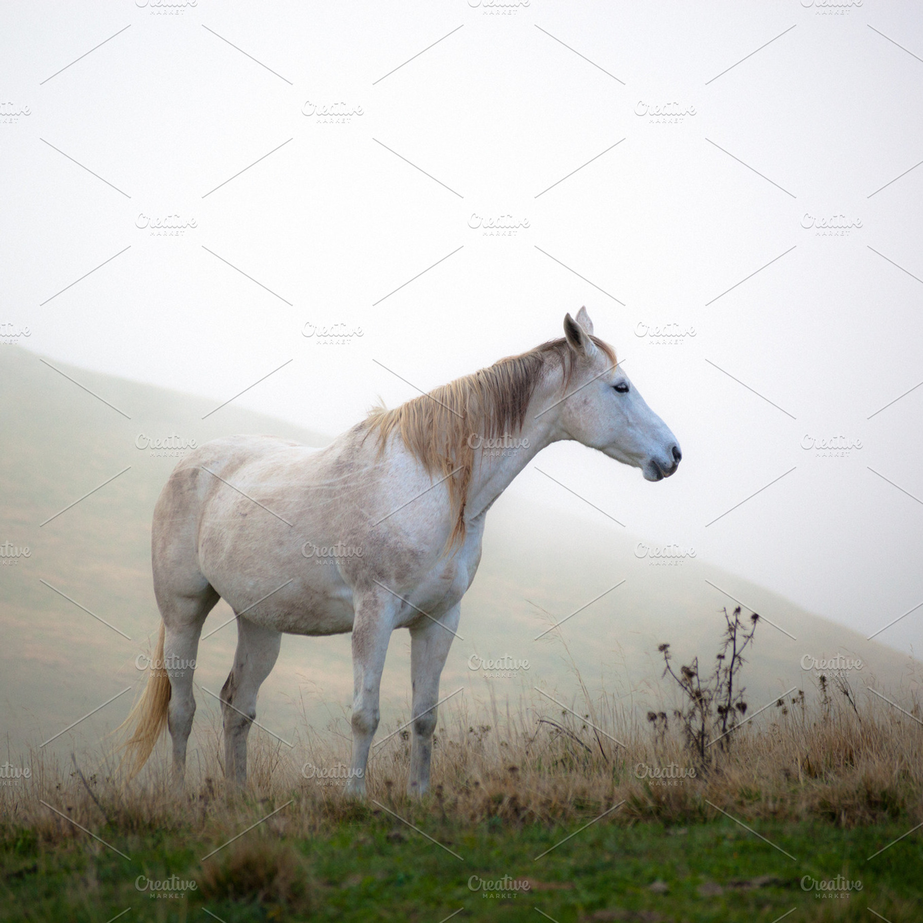 Horse grazing the grass containing horse, stallion, and fog, an Animal Photo by FunkyMedia