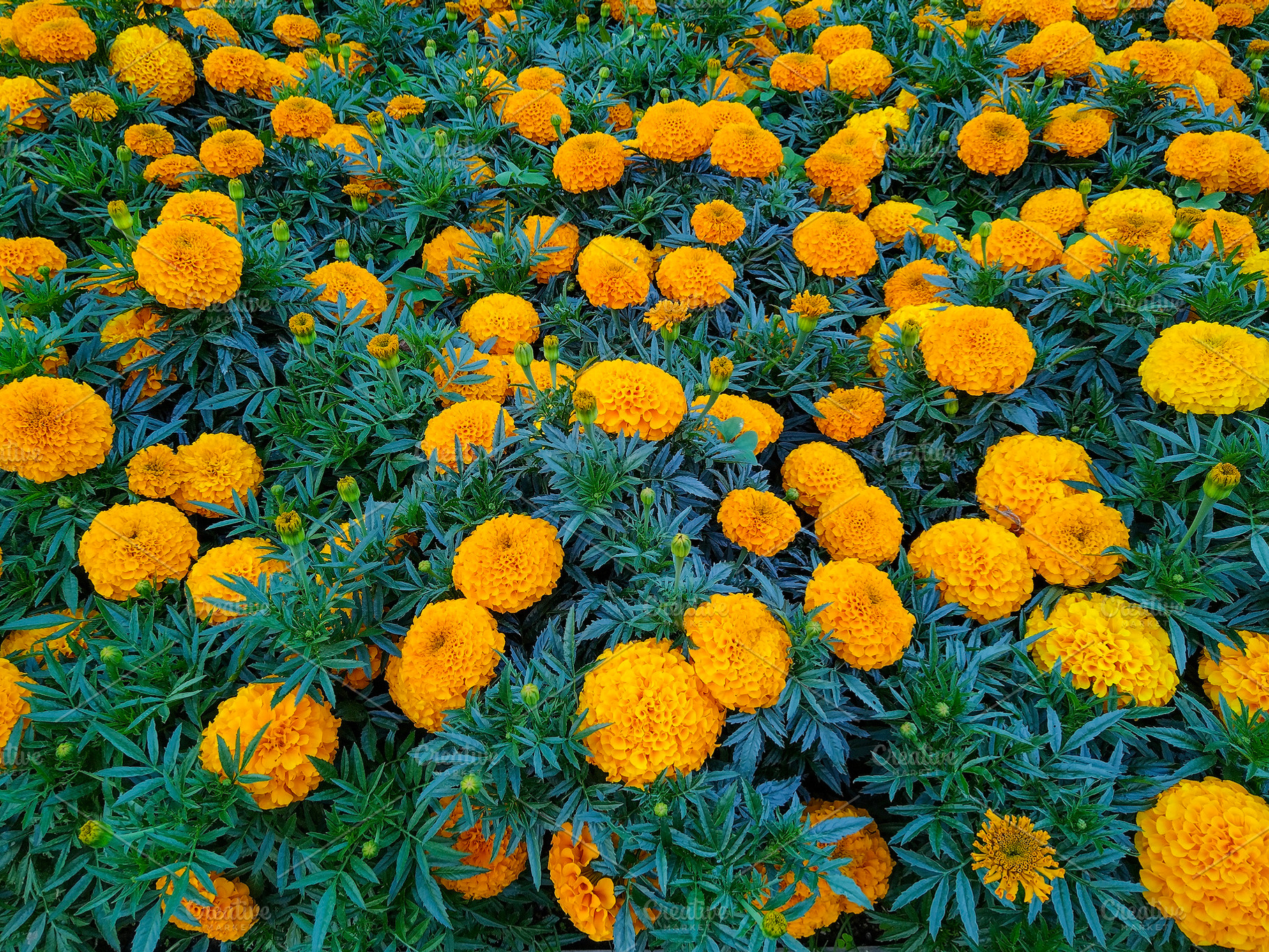 Top view of blooming marigolds and green leaves, a Nature Photo by DanFLCreativo
