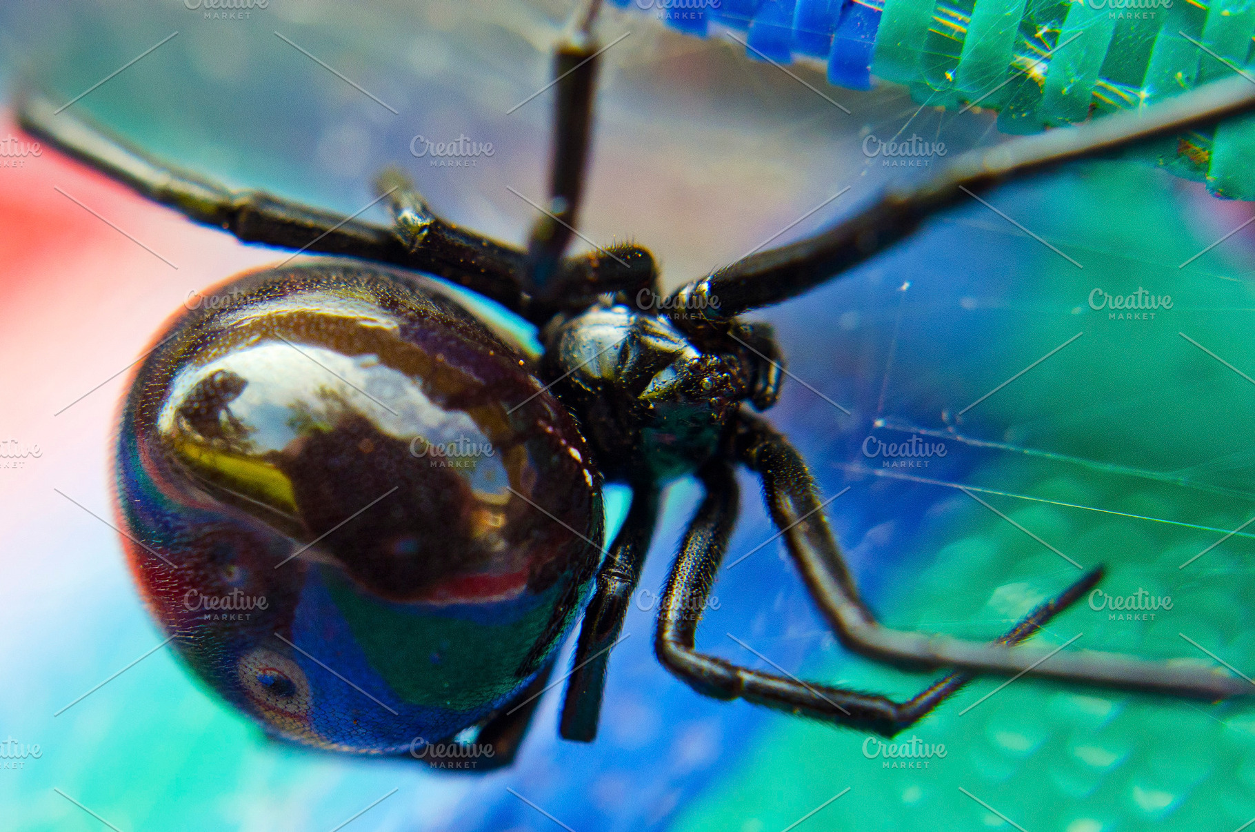 Black Widow Spider, an Animal Photo by Joshua C. Carroll