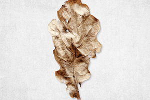 Old rotten oak leaf isolated, a Nature Photo by BOOCYS