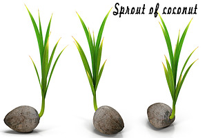 Sprout of coconut containing coconut, sprout, and seedling