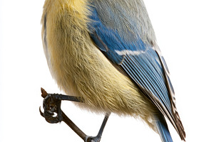 Eurasian blue tit perched on branch isolated on white background, an Animal Photo by José Manuel Gelpi