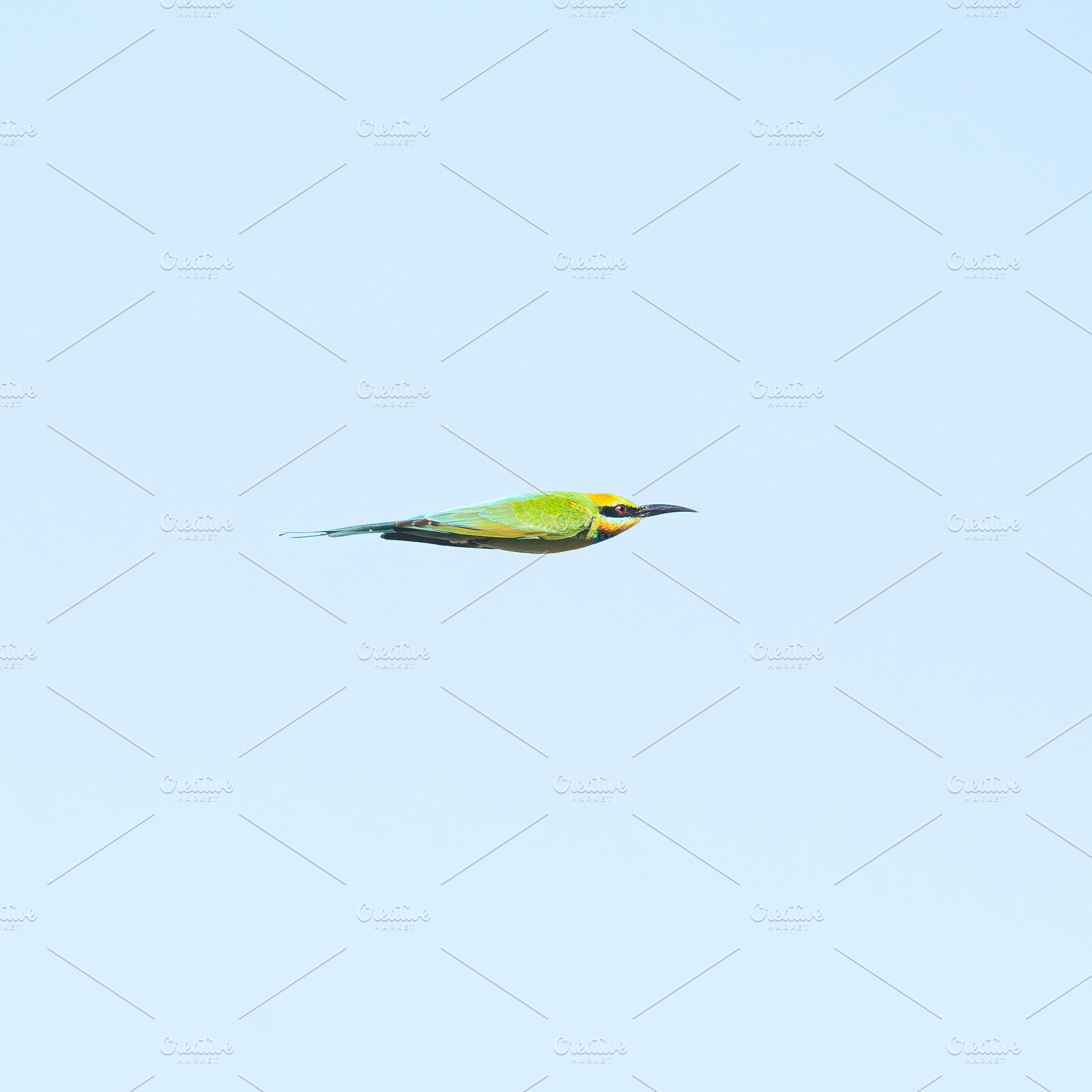 Rainbow Bee-eater, an Animal Photo by Rob D Animal Photography