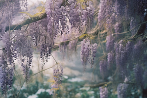 Ethereal Wisteria, a Nature Photo by k.tay