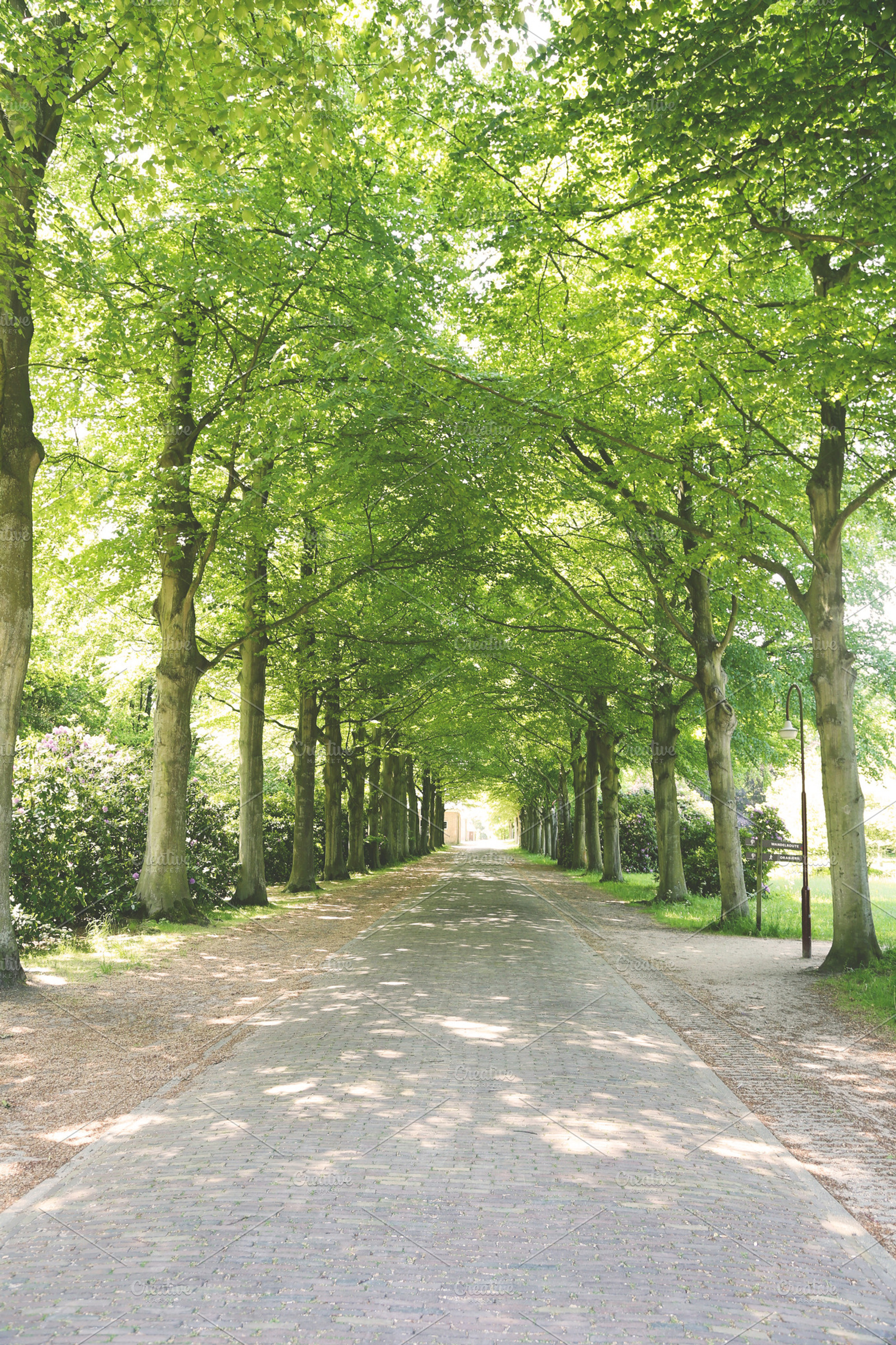 Tree Canopy Containing Trees Path And Driveway