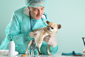 Veterinarian bandaging Chihuahua leg in clinic