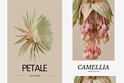 Soft Pastel Stock Photos Bundle 280, a Nature Photo by Tale.Haus (Thumbnail 9 of 19)