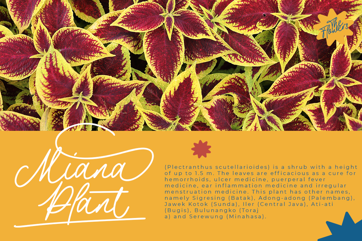 The Philosopher Script Monoline, a Script Font by Colllab Studio (Photo 16 of 18)