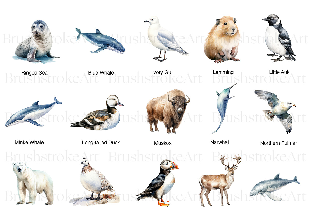 Arctic Animals Adventure, an Animal Illustration by BrushstrokeArtGB (Photo 3 of 9)