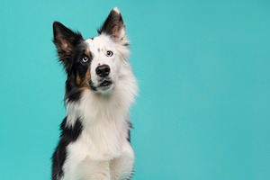 Border collie dog portrait on blue