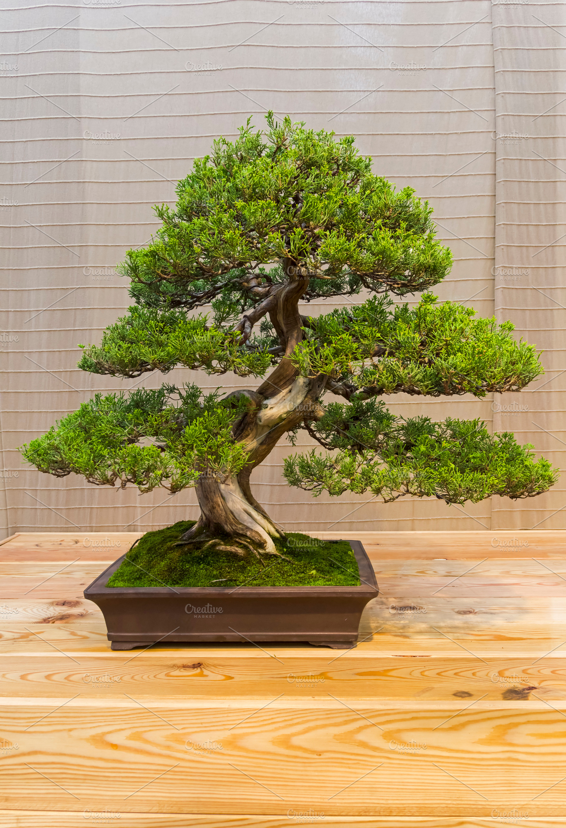 Bonsai tree   chinese juniper featuring juniperus chinensis, juniperus, and, a Nature Photo by possum