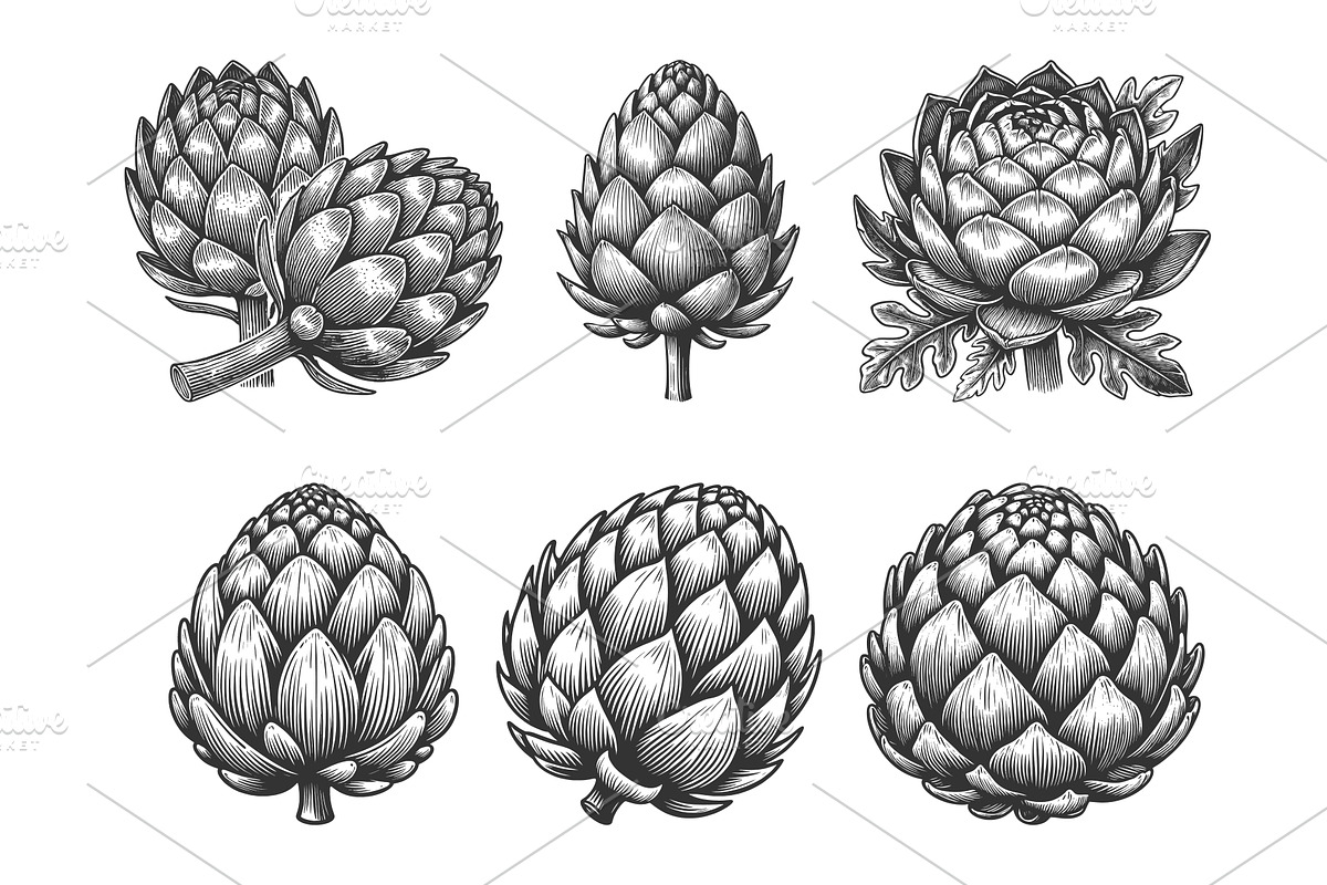 Artichoke engraving set vector, a Food Illustration by AlexArt