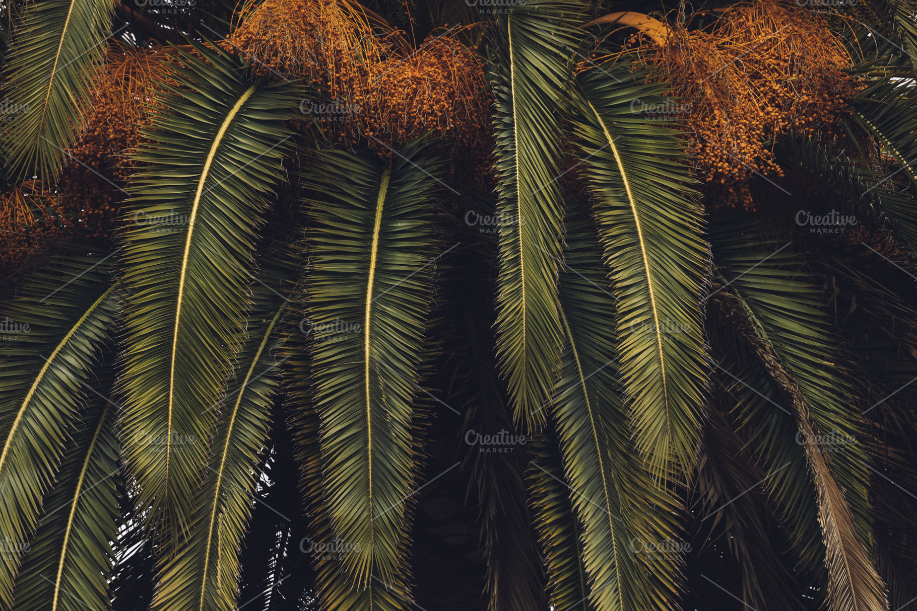 king palm, a Nature Photo by remi + tori