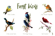 Watercolor forest birds, an Animal Illustration by ivanushka-art (Thumbnail 2 of 5)