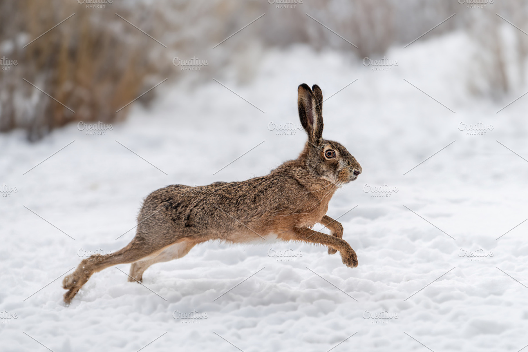 Hare running in the winter field, an Animal Photo by Byrdyak