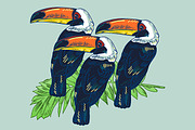 TOUCAN, an Animal Illustration by Tanya Akhmett (Thumbnail 10 of 11)