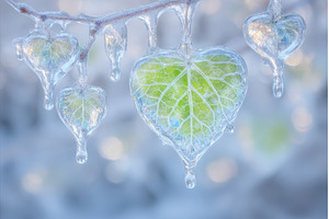 The trees' icy leaves following an, a Nature Photo by ZinetroN