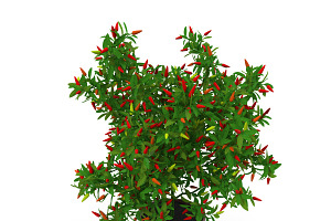 Pepper Bush