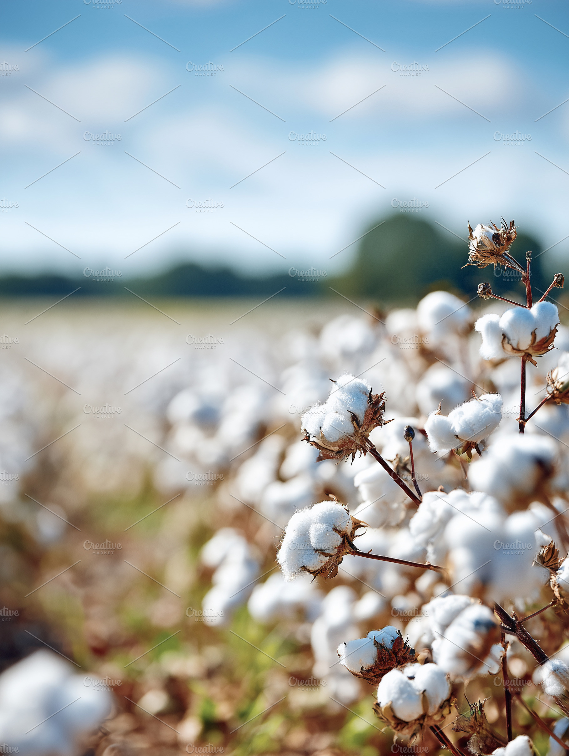 Ripe cotton plants growing in a sun, a Nature Photo by MistyDay