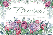PROTEA watercolor flowers clipart, an Illustration by LenArt (Thumbnail 1 of 16)