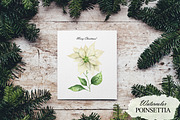 Watercolor white Poinsettia clipart, an Illustration by OlDm_Shop (Thumbnail 9 of 11)