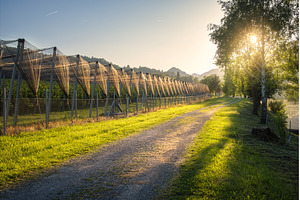 Apple orchard covered with hail, a Nature Photo by den-belitsky