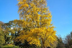 Tall Ginkgo biloba covered with golden leaves in Paris, France, a Nature Photo by GoodGoods