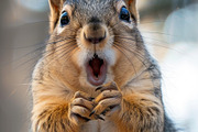236 surprised animals, an Animal Photo by Handmadefont (Thumbnail 172 of 241)