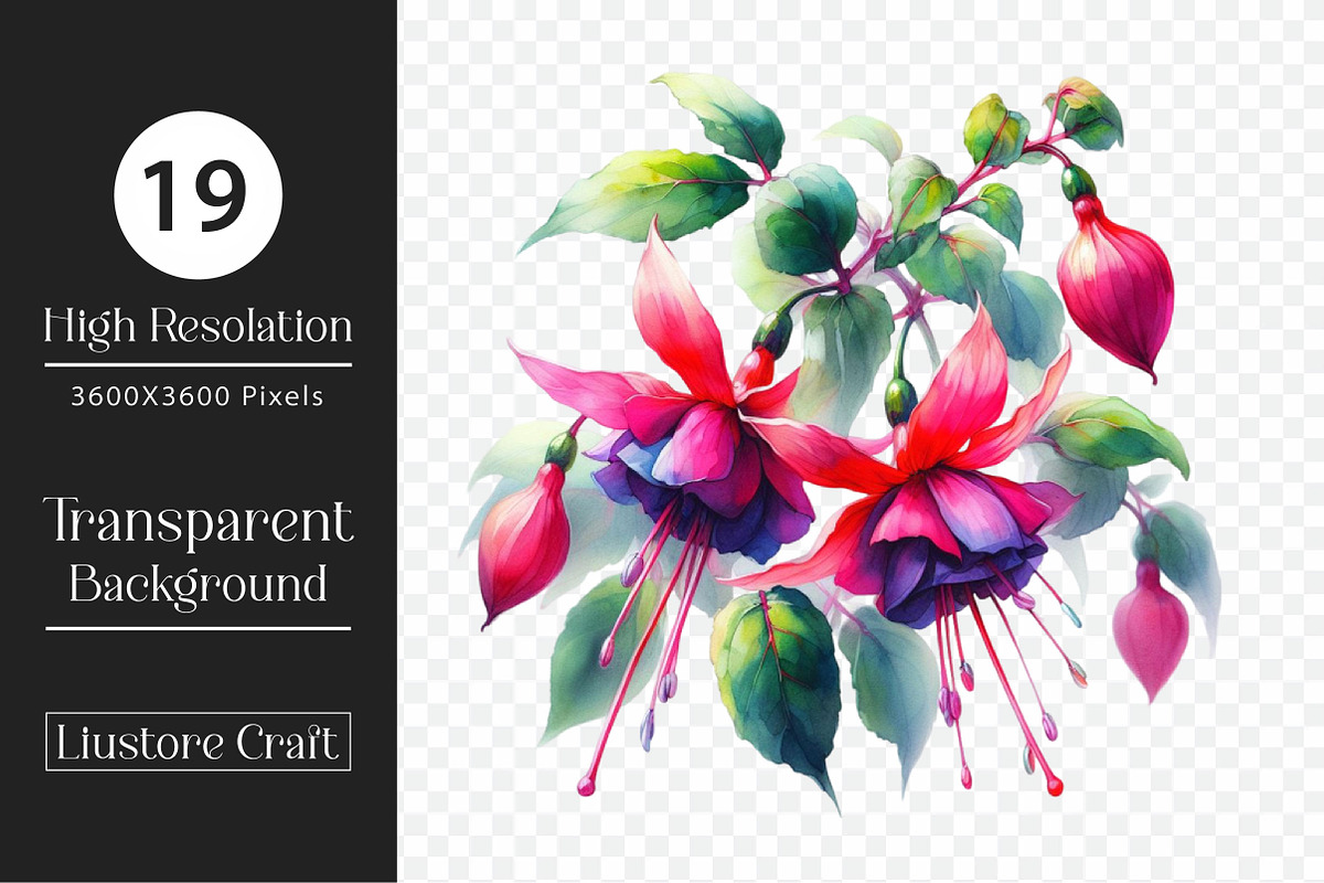 Watercolor Fuchsia Flowers Clipart, a Work Illustration by Dream Creation (Photo 4 of 4)