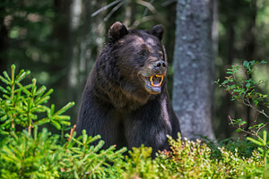 Bear