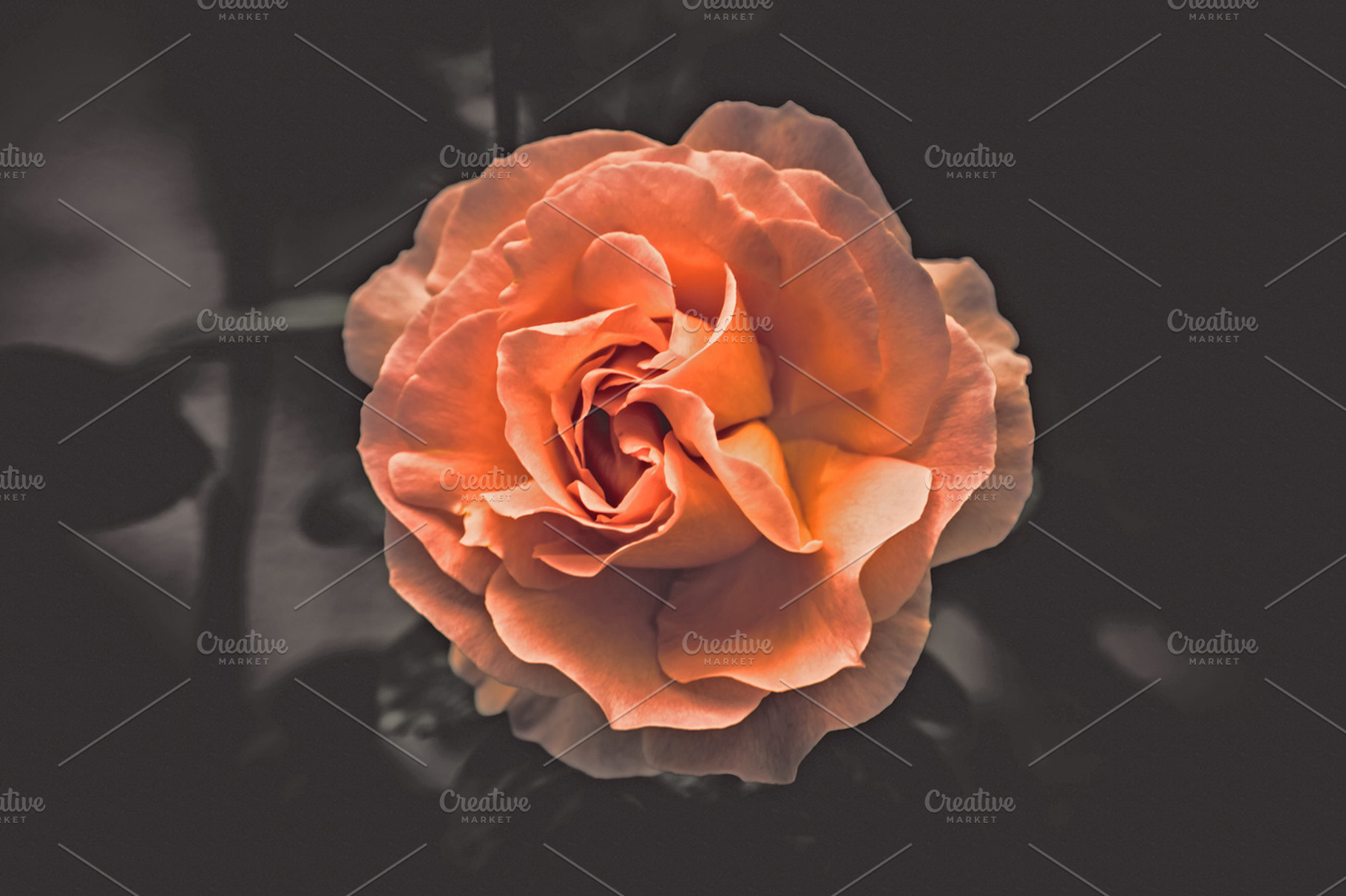Iseeyouphoto Simplyroses 4 Featuring Rose Orange And Floral