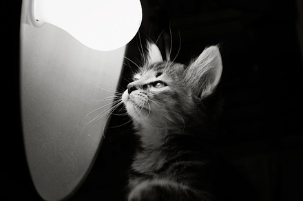 Idea Kitten