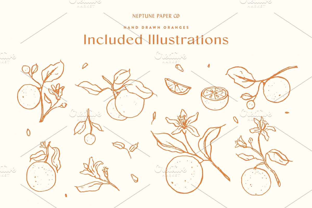 Hand Drawn Oranges, a Decorative Illustration by Neptune Paper Co. (Photo 2 of 2)