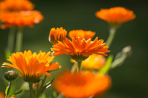 Flowers stock photo containing flowers and close up