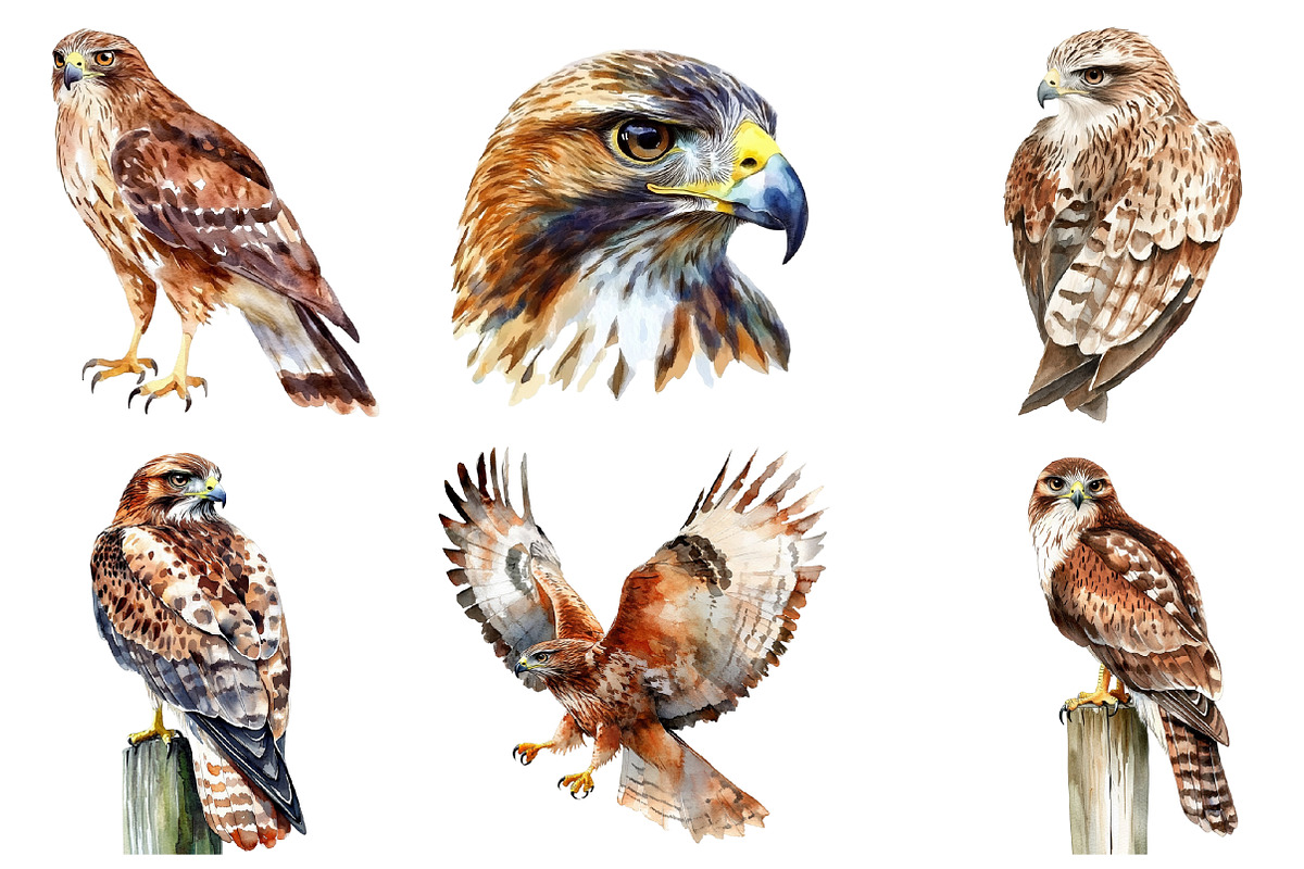 Hawk Watercolor Clipart, an Illustration by SinaCreation (Photo 4 of 4)