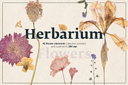 Herbarium Pressed Flowers PNG Set, a Decorative Illustration by dlinnaya (Thumbnail 1 of 6)