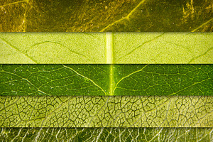 Leaf Textures Pack 1