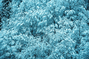 Blue snowy forest, a Wallpaper Photo by Elena Dijour Photography