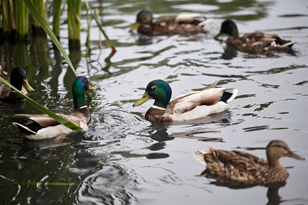 Group of wild ducks swimming in the lake., an Animal Photo by Rohan Photography
