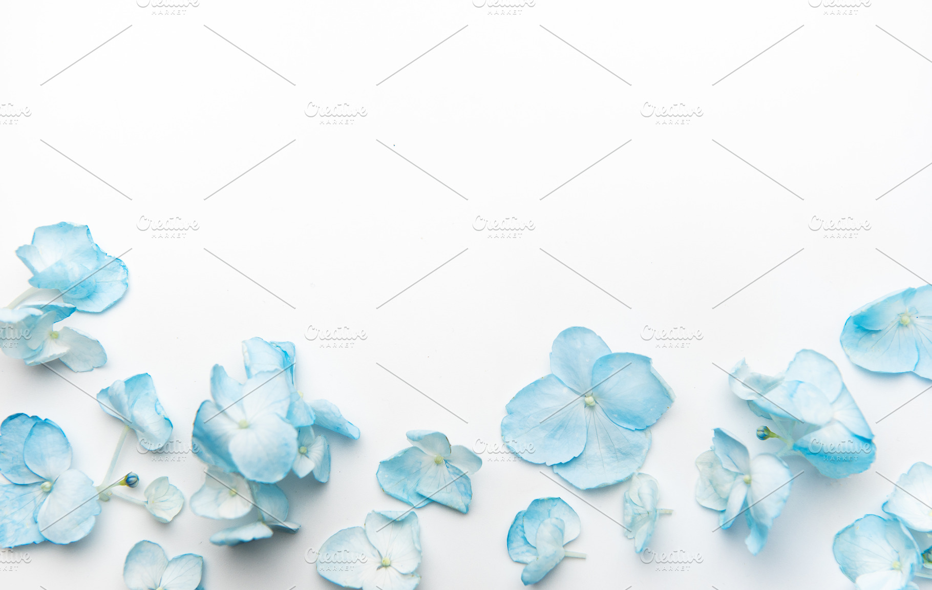 Blue hydrangea petals scattered on white background, a Nature Photo by Olena Rudo