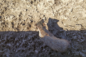 Young wild boar resting against stone wall, an Animal Photo by DanFLCreativo