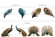 Peacock Clipart, Peacock Feather PNG, an Animal Illustration by BrushstrokeArtGB (Thumbnail 4 of 9)