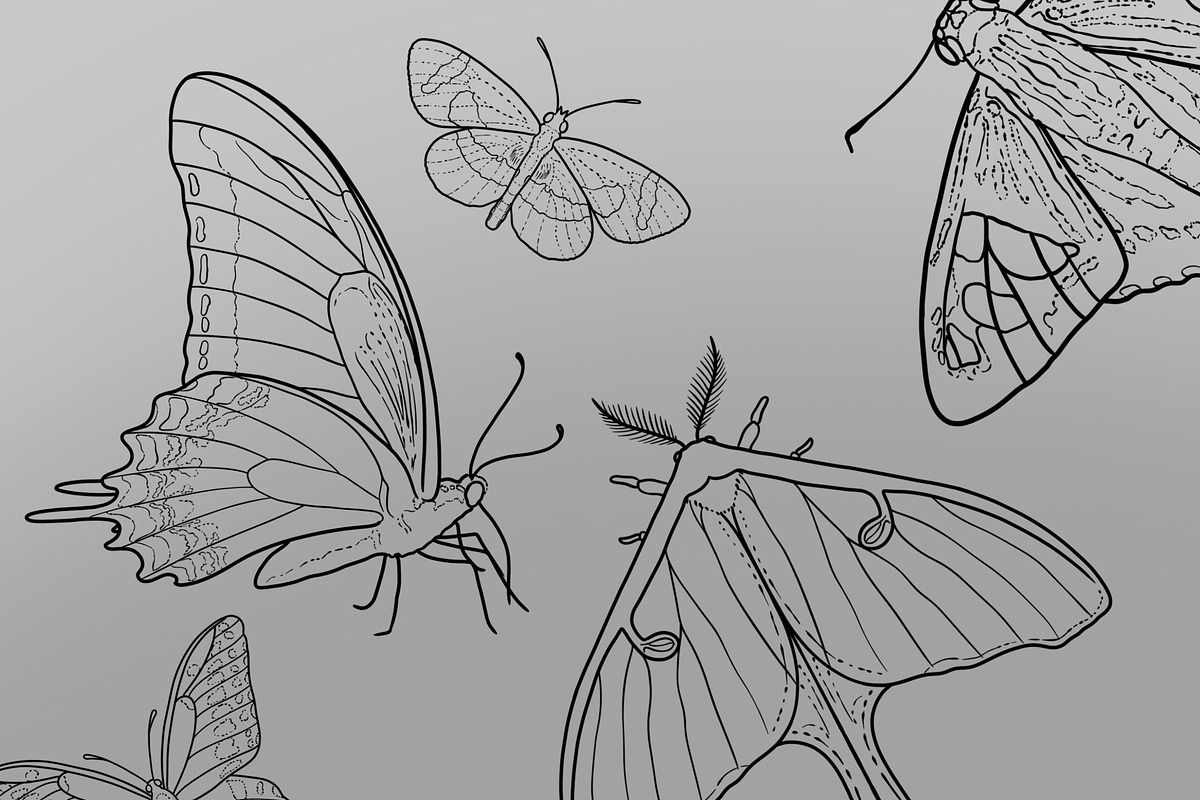 Butterfly & Moth, a Brush Add-On by Forget Me Not Brush Shop (Photo 3 of 3)